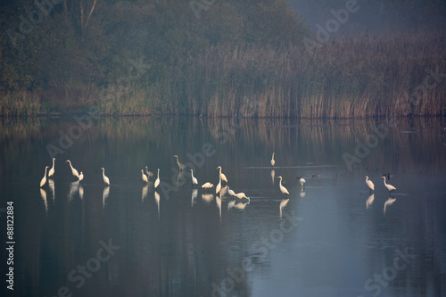 Great Egrets on a lake