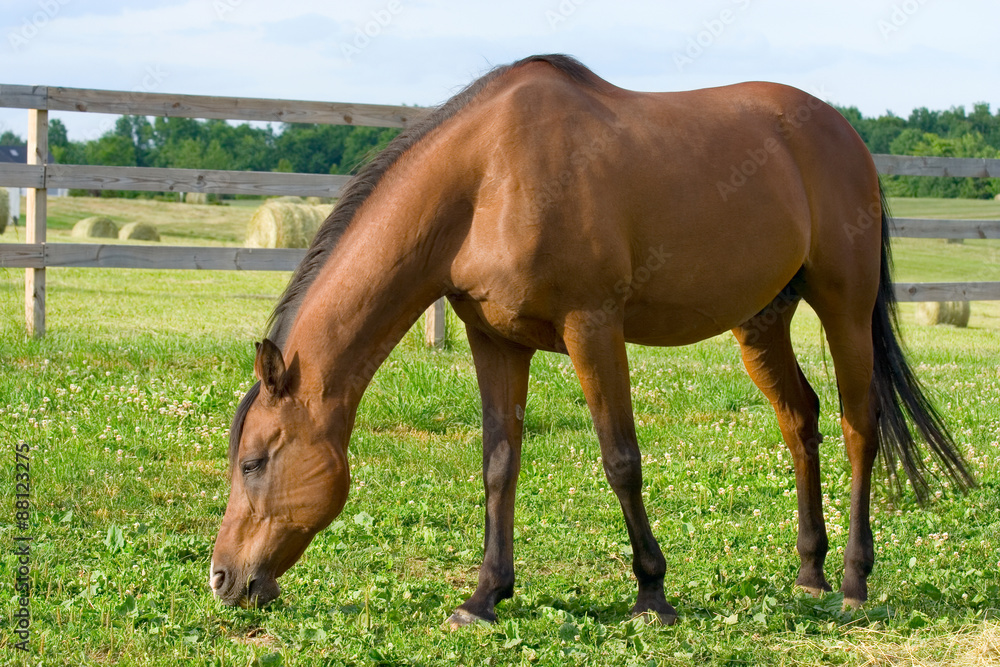 Horse Grazing on Clover – A bay Arabian horse grazes on his pasture of clover and grass. Horse Grazing on Clover – A bay Arabian horse grazes on his pasture of clover and grass.