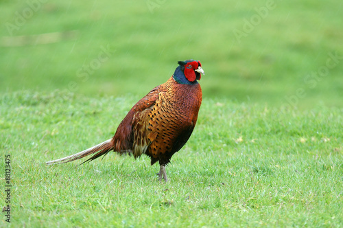 Faisan de colchique, Phasianus colchicus principalis photo