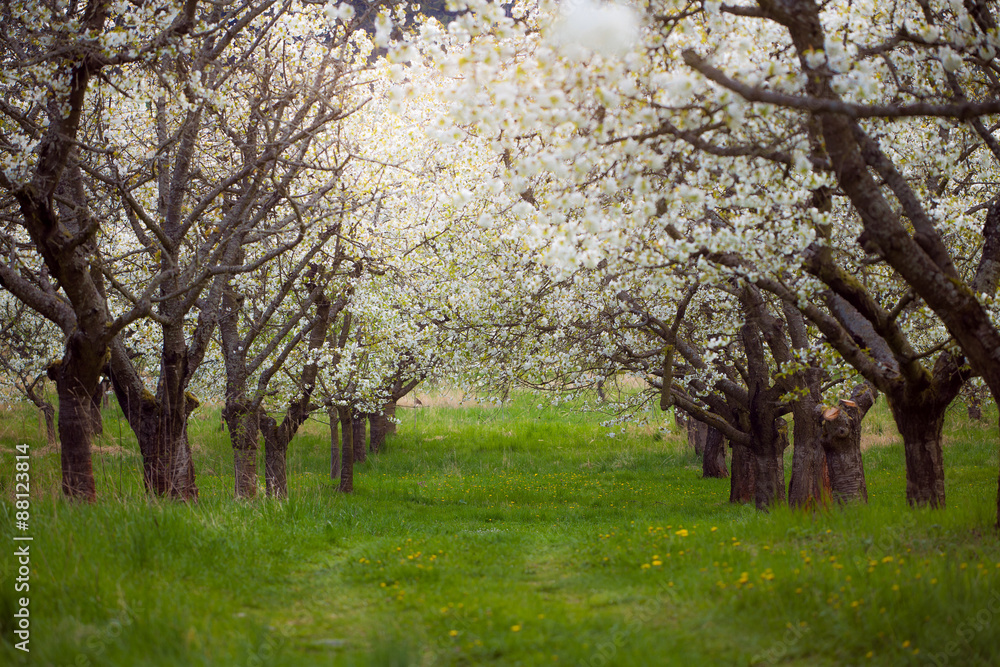 Obraz premium Spring cherry orchard South Bohemia Lhenice