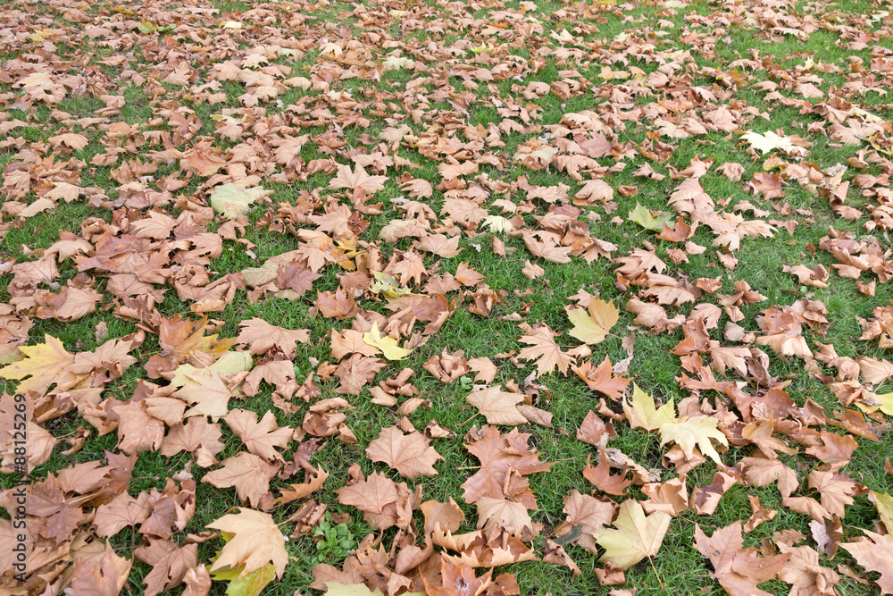 Fall background with dry leaves in autumn Fall background with dry leaves in autumn