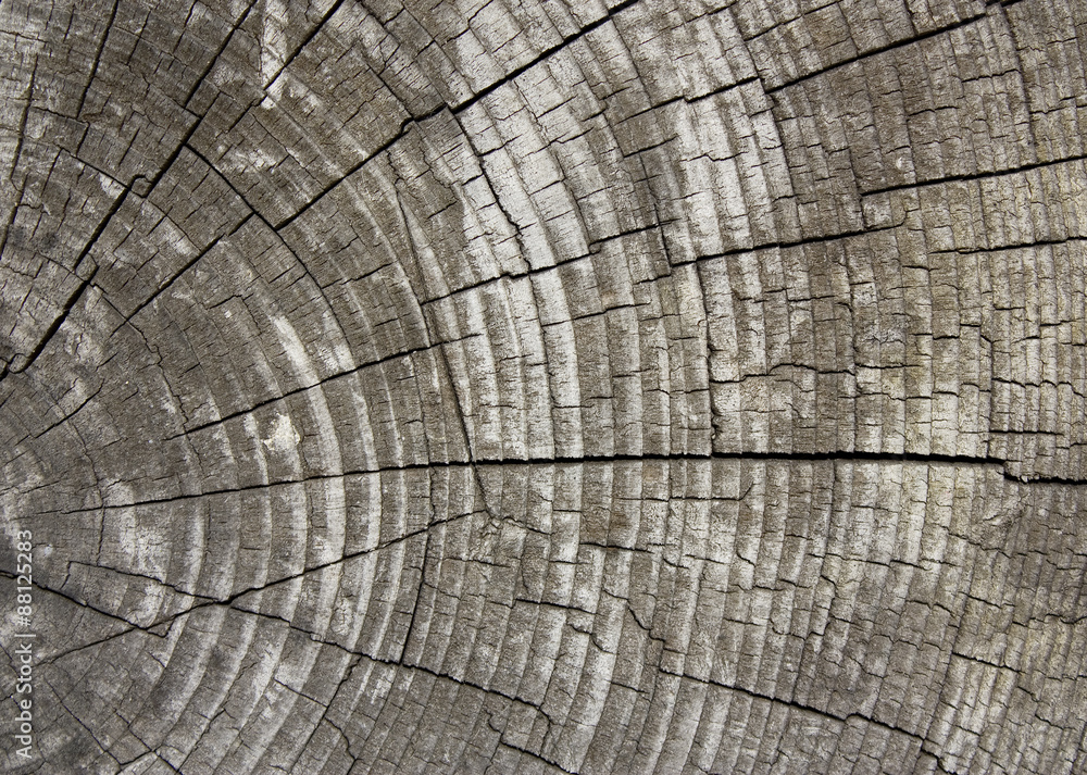 Fototapeta premium Holz