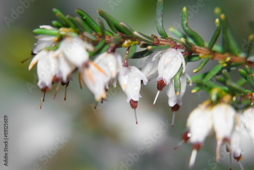 Beautiful flowers Myretoun Ruby. Erica carnea, macro photo photo