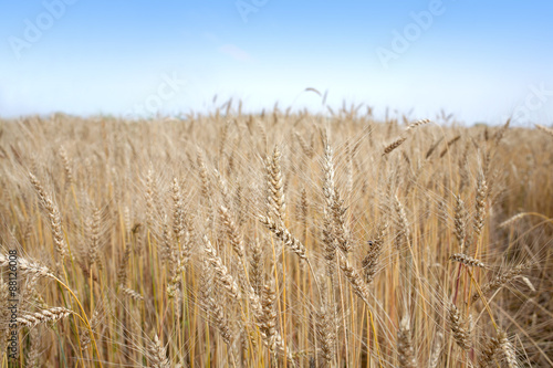 Landscape with lot ears of rye on rural field under blue cloudless sky