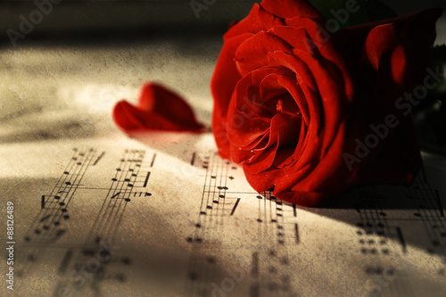 Beautiful rose on music she...