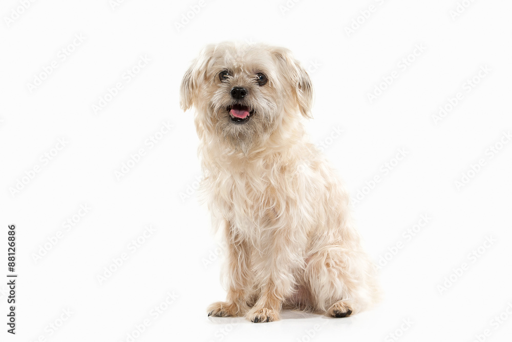 Dog. Domestic dog on white background Dog. Domestic dog on white background