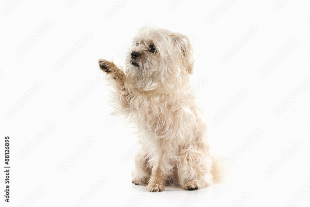 Dog. Domestic dog on white background