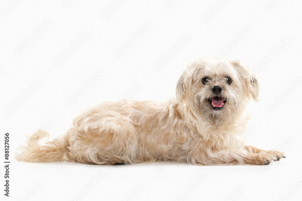 Dog. Domestic dog on white background