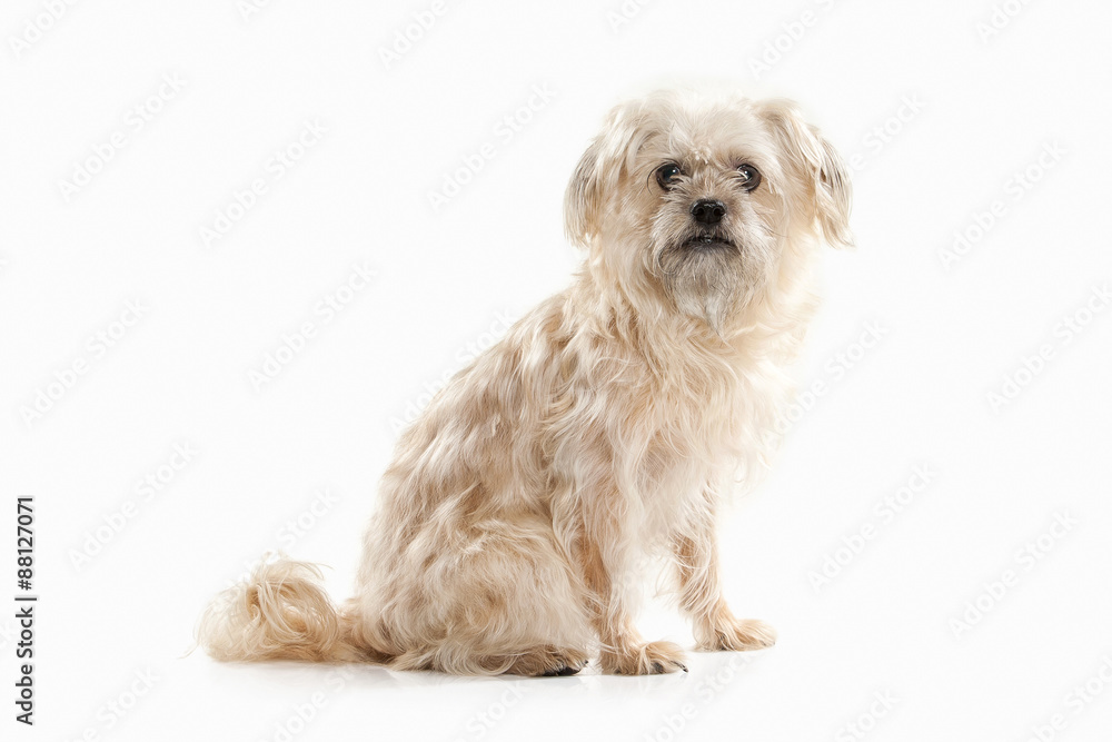 Dog. Domestic dog on white background Dog. Domestic dog on white background