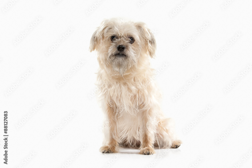 Dog. Domestic dog on white background