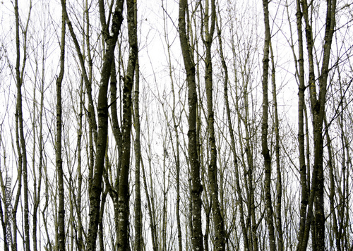 Herbstwald