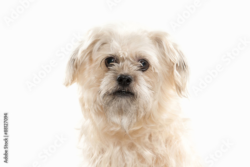 Fototapeta Naklejka Na Ścianę i Meble -  Dog. Domestic dog on white background