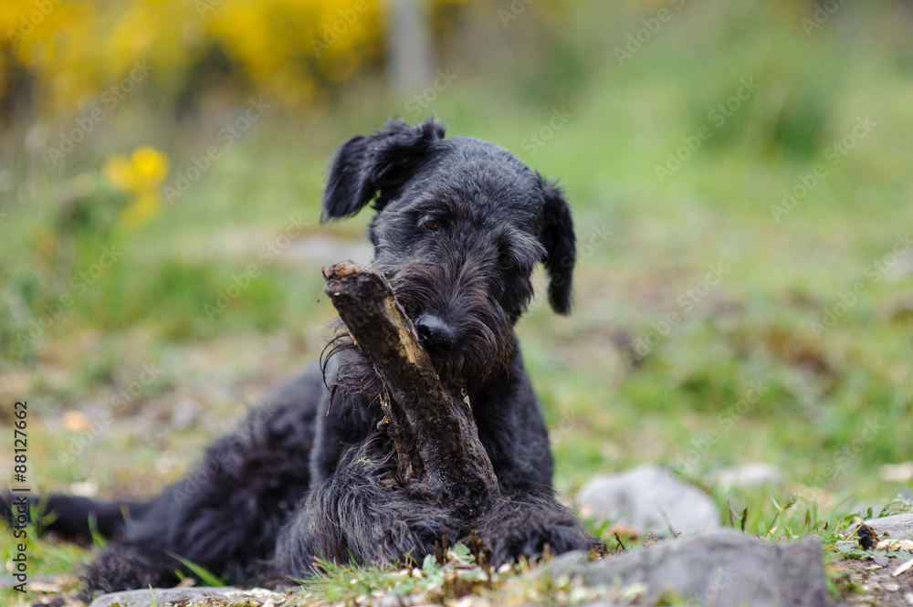 Black Dog and a Stick