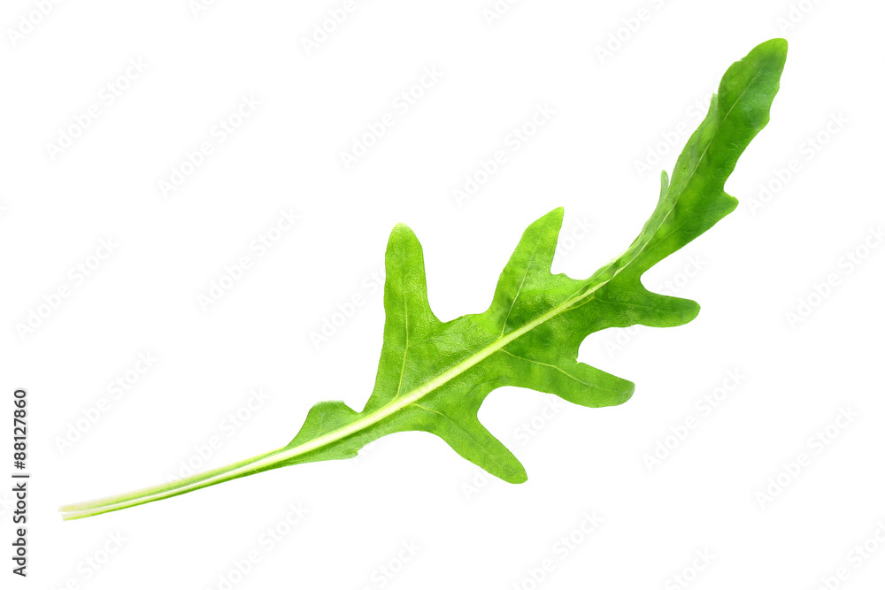 Green arugula leaf isolated on white Green arugula leaf isolated on white