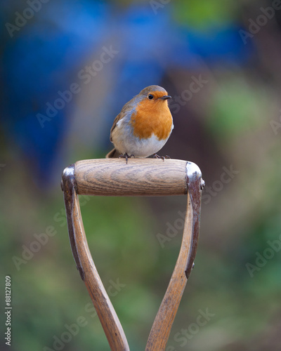 British Robin sitting on a spade