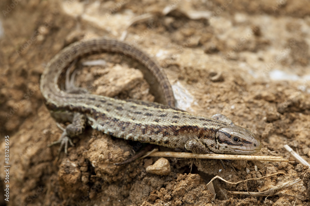 Common Lizard on a rock Common Lizard on a rock