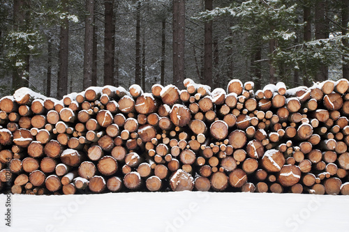 Logs in the snow