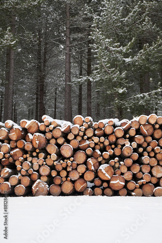 Logs in the snow