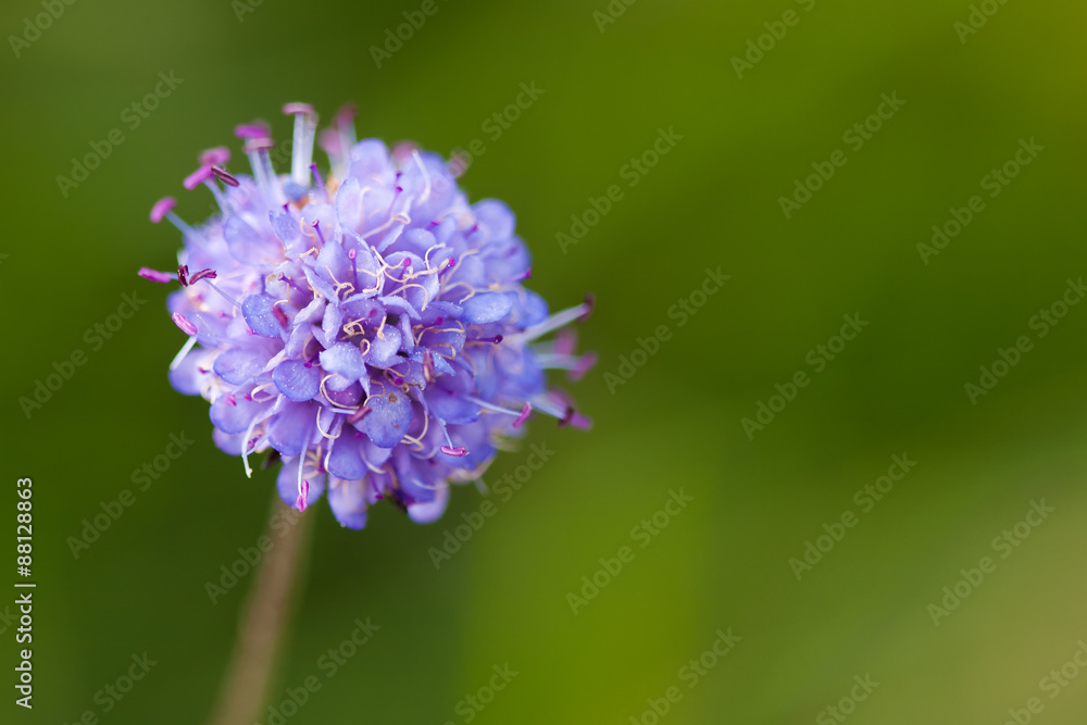 Devil's-bit Scabious Devil's-bit Scabious