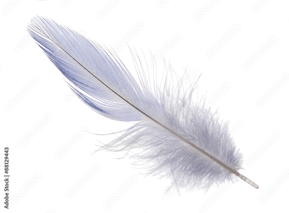Obraz premium light blue long feather on white background