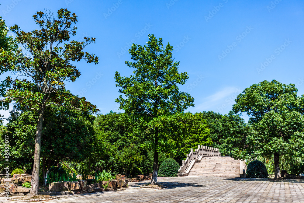 Fototapeta premium wald am taihu lake