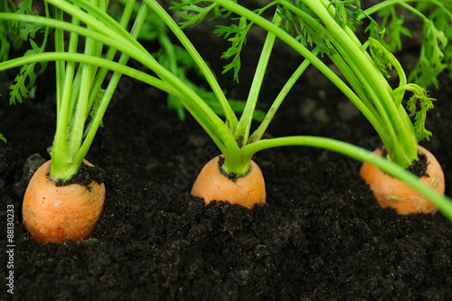 Closeup of young carrots in soil