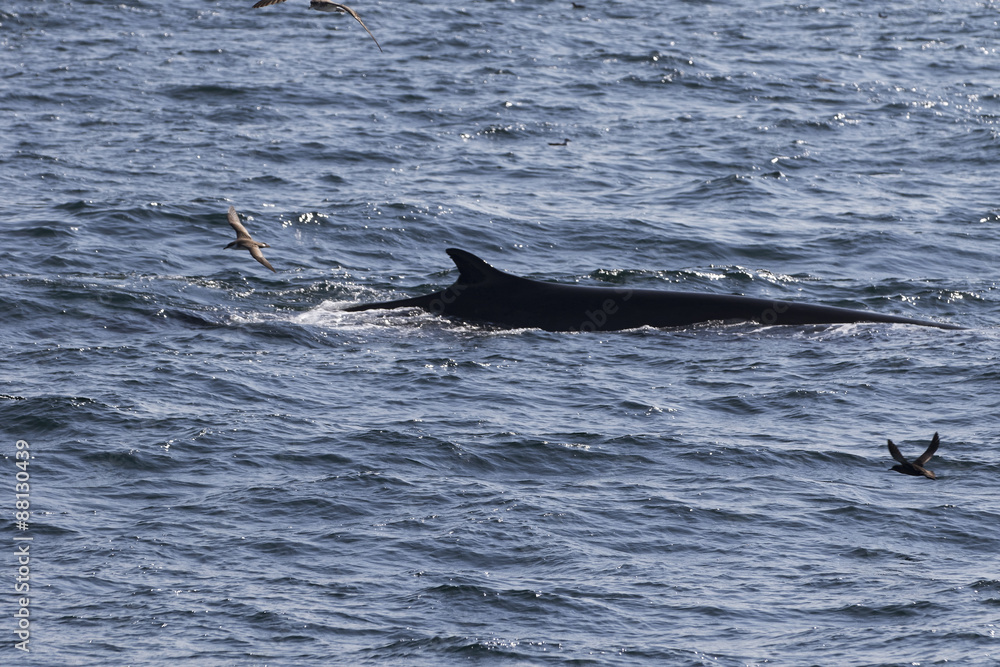 Obraz premium Whale watching.