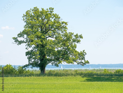 Baum auf der Insel Herrenchiemsee