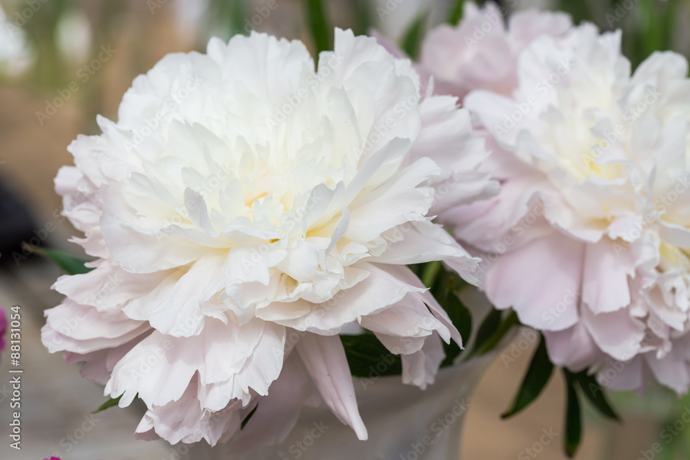 Peony flower Peony flower