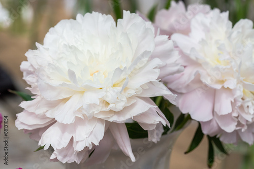 Peony flower