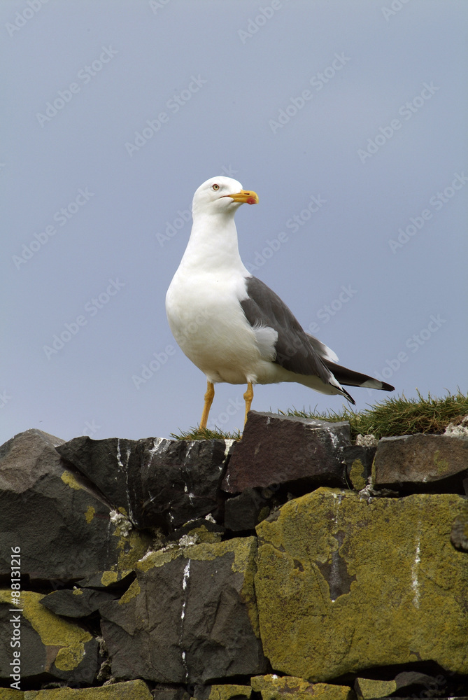 Fototapeta premium Goéland argenté, Larus argentatus