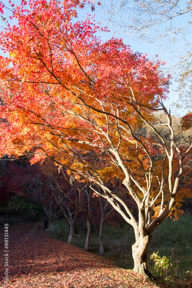 Fototapeta premium 紅葉の秋