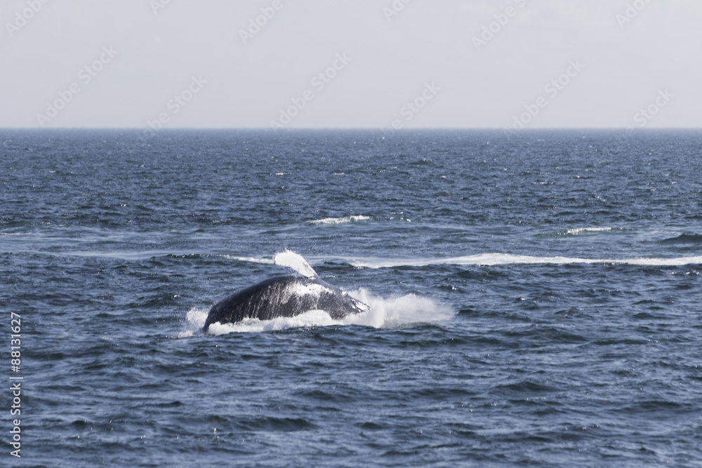 Fototapeta premium Whale watching.