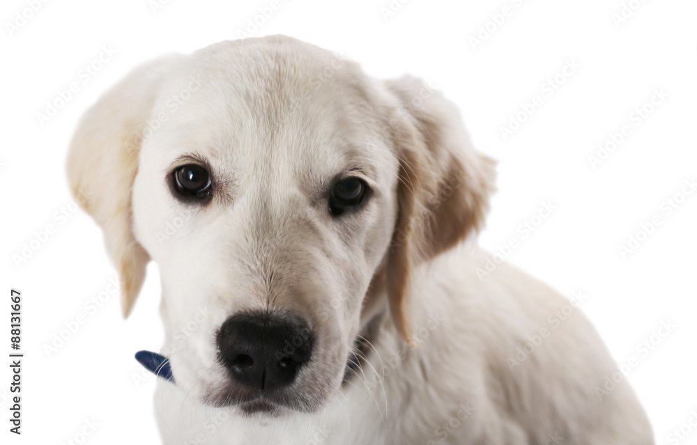 Portrait of cute Labrador dog on grey background Portrait of cute Labrador dog on grey background