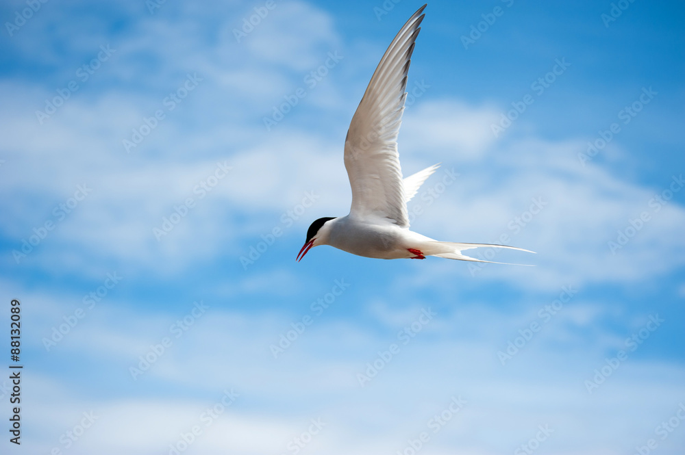Arctic tern, Patreksfjordur Iceland Arctic tern, Patreksfjordur Iceland