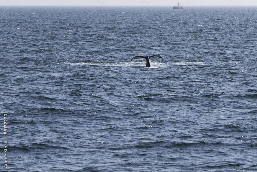Fototapeta premium Whale watching.