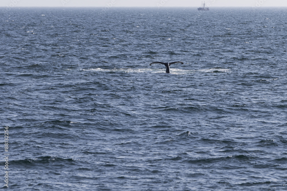 Obraz premium Whale watching.