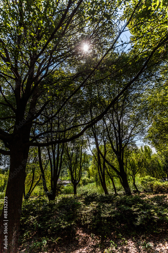 Naklejka premium wald am taihu lake