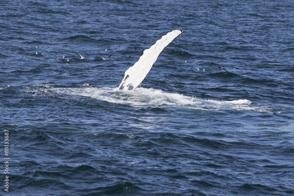 Fototapeta premium Whale watching.