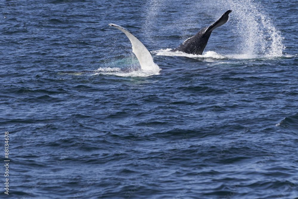 Obraz premium Whale watching.