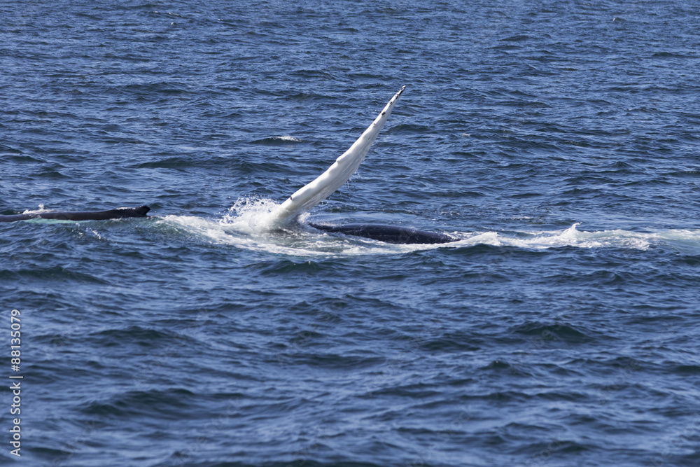 Naklejka premium Whale watching.