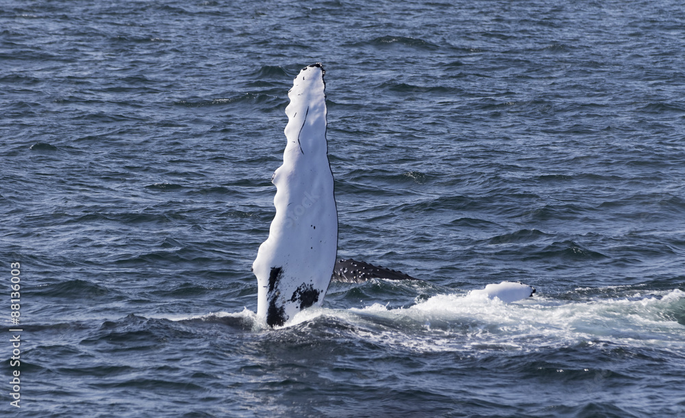 Naklejka premium Whale watching.