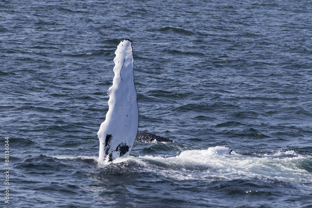 Naklejka premium Whale watching.