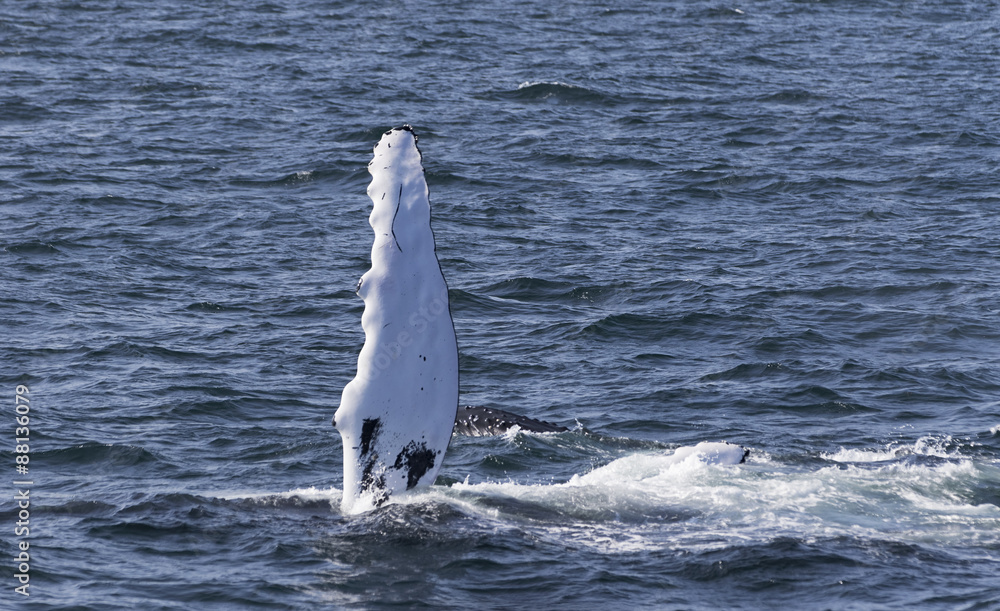 Naklejka premium Whale watching.