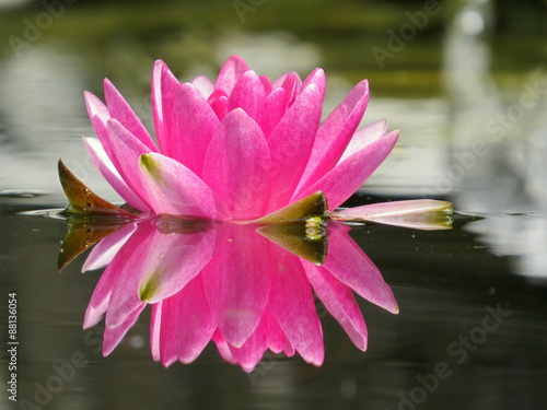 Close up pink mirror water lily in my pond