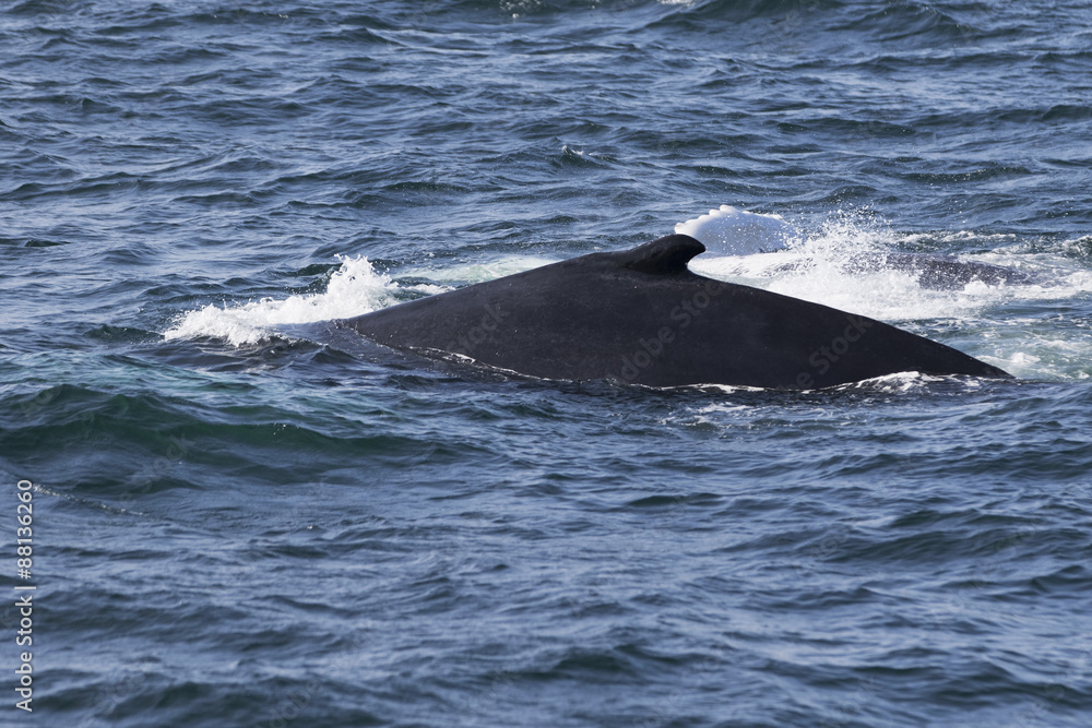 Fototapeta premium Whale watching.