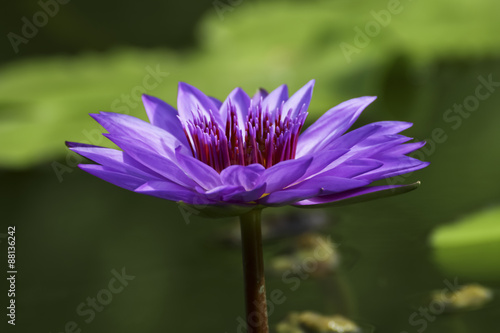 Thai lotus in public park in Thailand  Lilly flower.