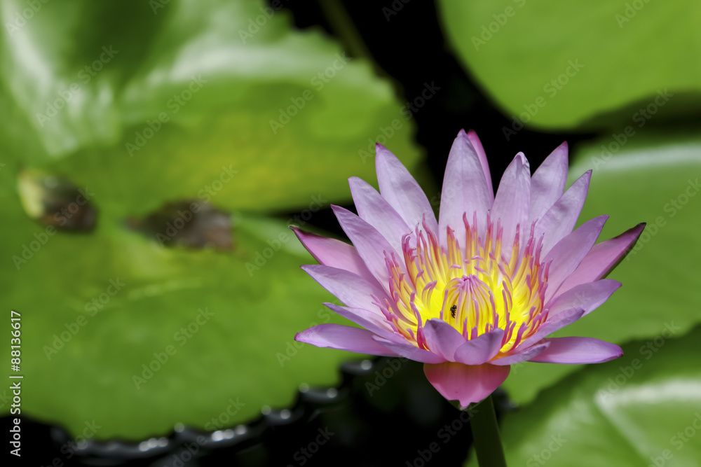Thai lotus in public park in Thailand, Lilly flower. Thai lotus in public park in Thailand, Lilly flower.