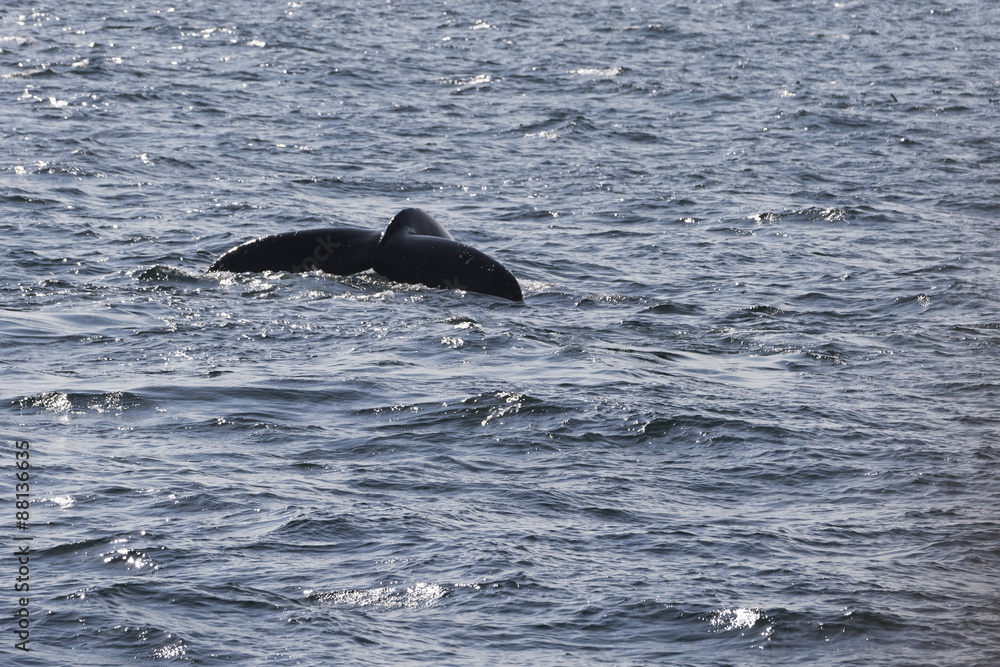 Fototapeta premium Whale watching.
