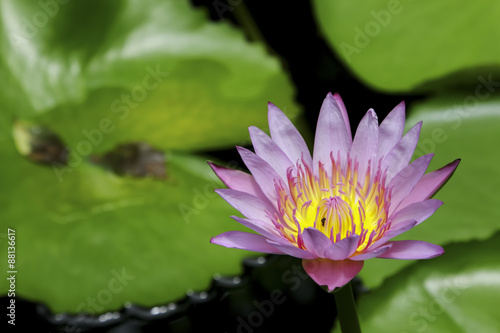 Thai lotus in public park in Thailand  Lilly flower.